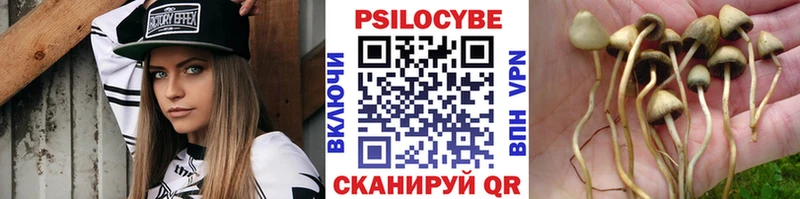 блэк спрут ссылки  Камызяк  Псилоцибиновые грибы Psilocybe 